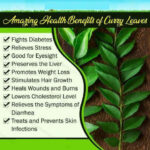Bhumi Organic Curry Leaves Powder – Nutrient-Rich Herbal Superfood -227 GM