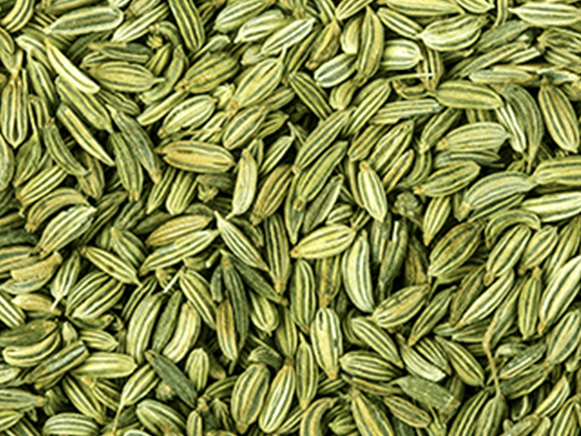 Memory Benefits of Organic Fennel Seeds