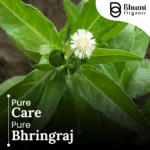 Organic Bhringraj Powder | 100% Pure Eclipta Alba Leaf Powder for Hair Growth & Scalp Health | 200g